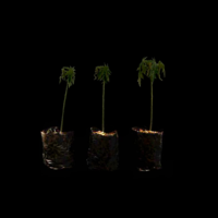 img example